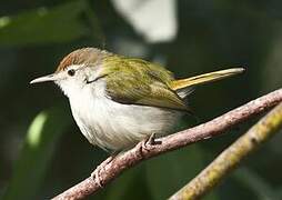 Common Tailorbird