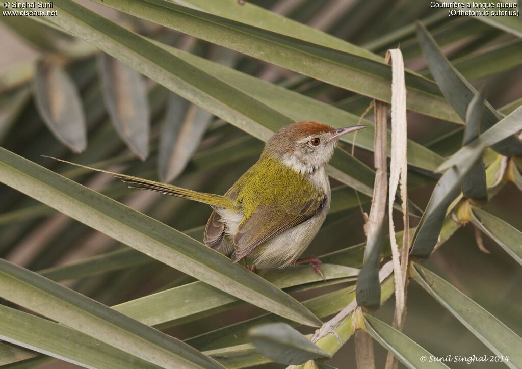 Couturière à longue queueadulte, identification