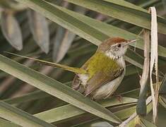 Common Tailorbird