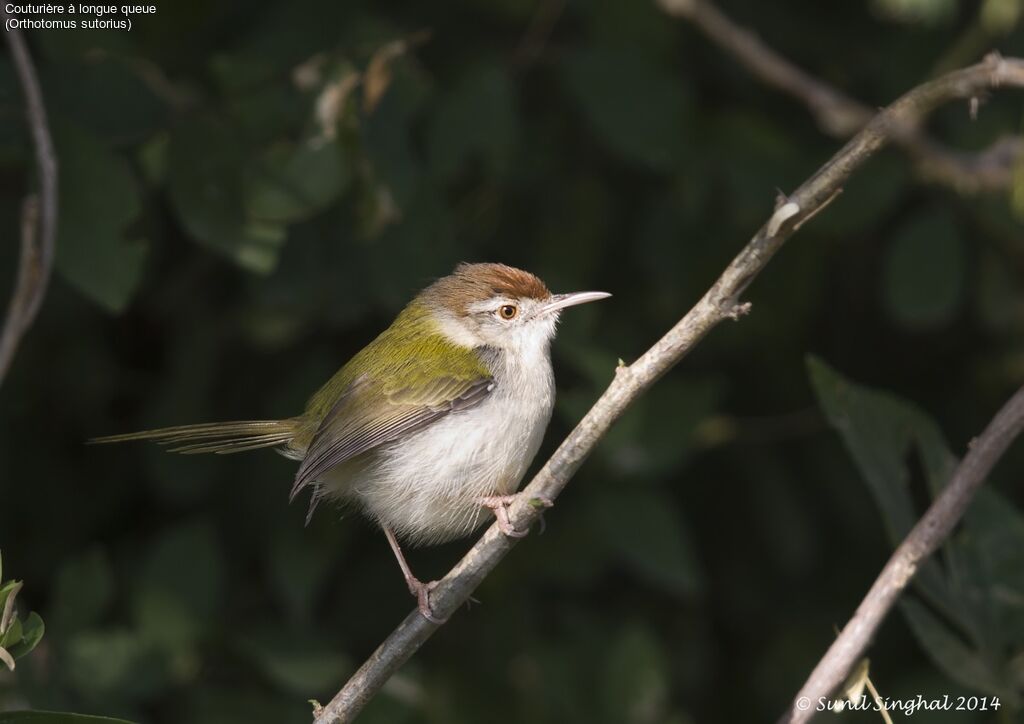 Couturière à longue queueadulte, identification