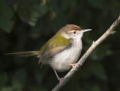 Common Tailorbird