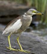 Indian Pond Heron