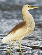 Indian Pond Heron