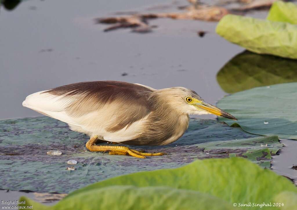 Indian Pond Heronadult breeding, Behaviour