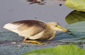 Indian Pond Heron