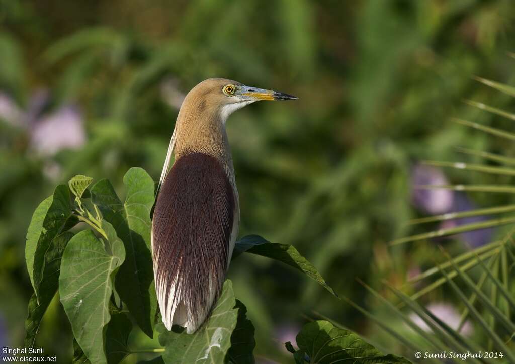 Indian Pond Heronadult breeding, close-up portrait, aspect