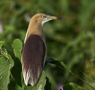 Indian Pond Heron