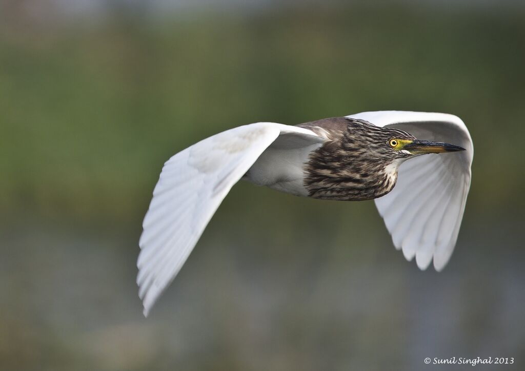 Indian Pond Heronadult, Flight