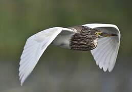 Indian Pond Heron