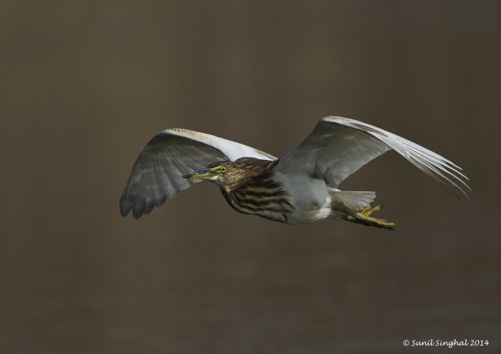 Indian Pond Heronadult, Flight