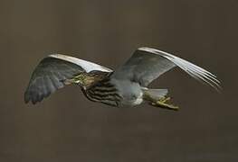 Indian Pond Heron