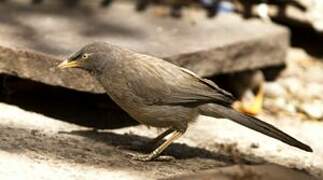 Jungle Babbler