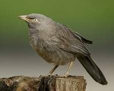 Jungle Babbler