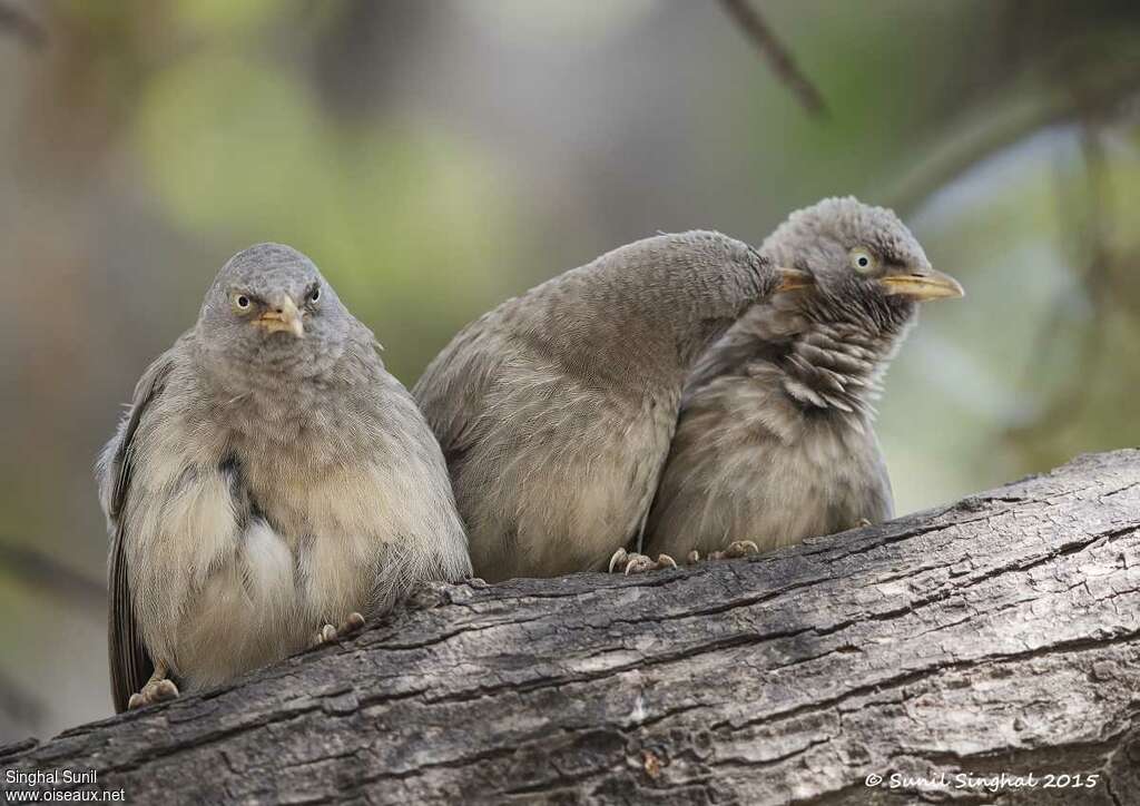 Jungle Babbler, Behaviour