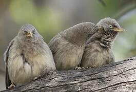 Jungle Babbler