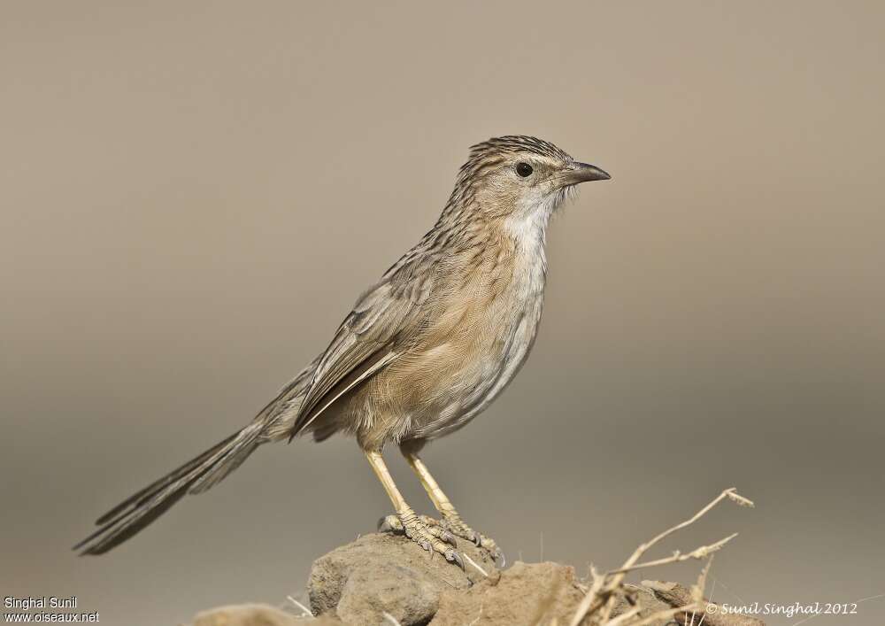 Common Babbleradult, identification