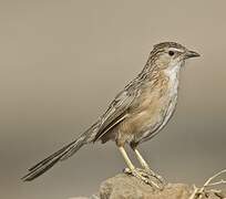 Common Babbler