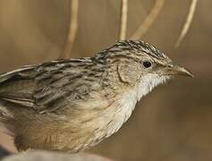 Common Babbler