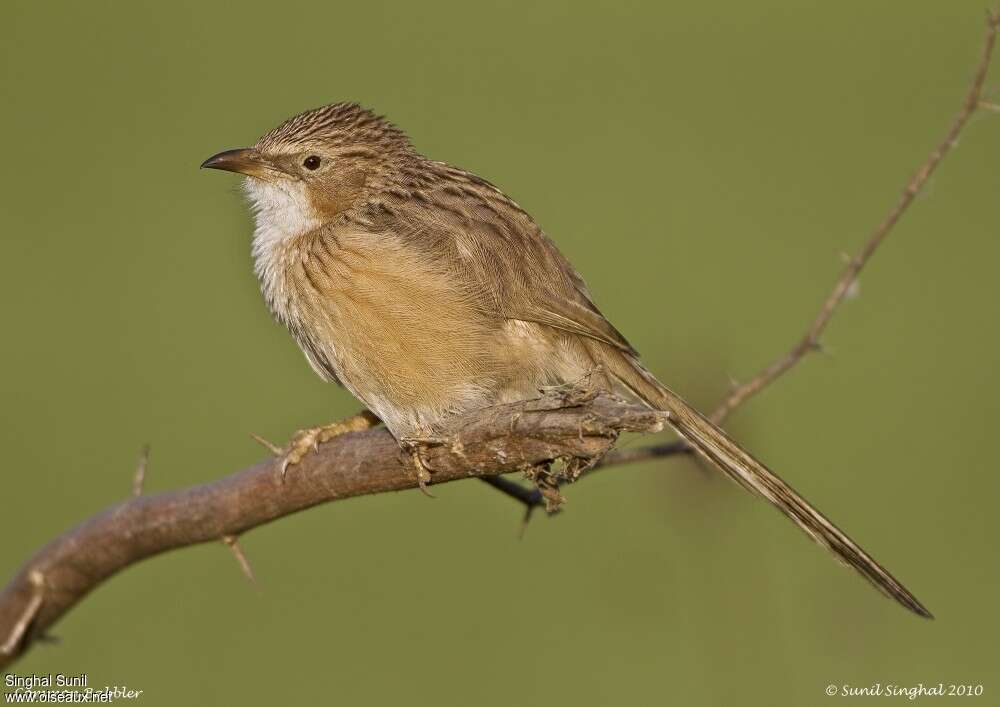 Common Babbleradult, identification