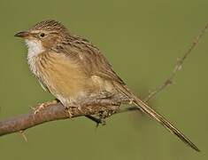 Common Babbler