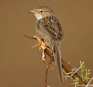 Common Babbler