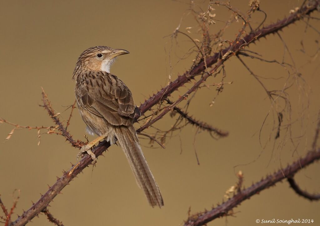 Common Babbleradult, identification