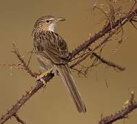 Common Babbler