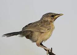 Common Babbler