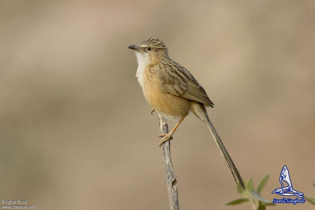 Common Babbleradult, identification