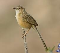 Common Babbler