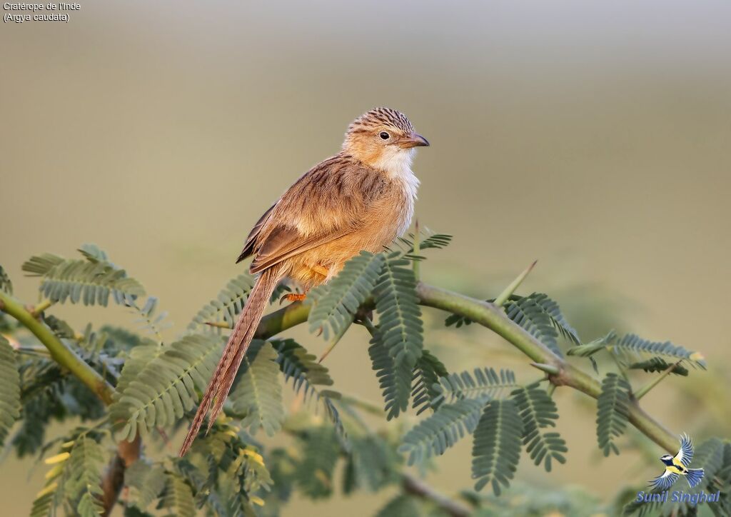 Common Babbleradult, identification