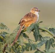 Common Babbler