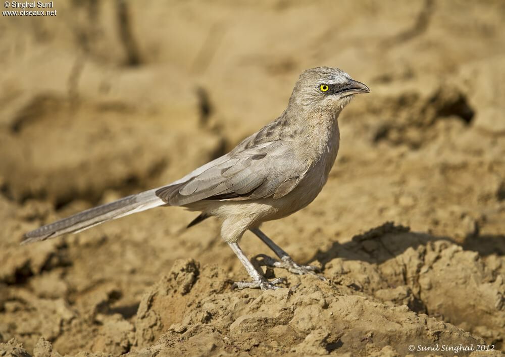 Cratérope grisadulte, identification