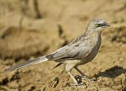 Large Grey Babbler