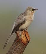 Large Grey Babbler