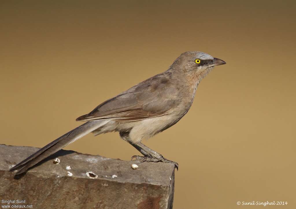 Large Grey Babbleradult