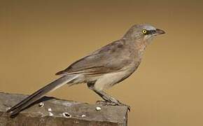 Large Grey Babbler