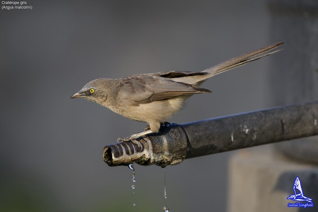 Large Grey Babbler, identification, drinks, Behaviour