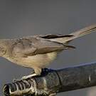 Cratérope gris