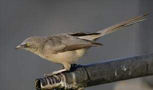 Large Grey Babbler