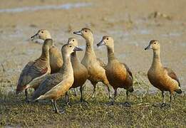 Lesser Whistling Duck