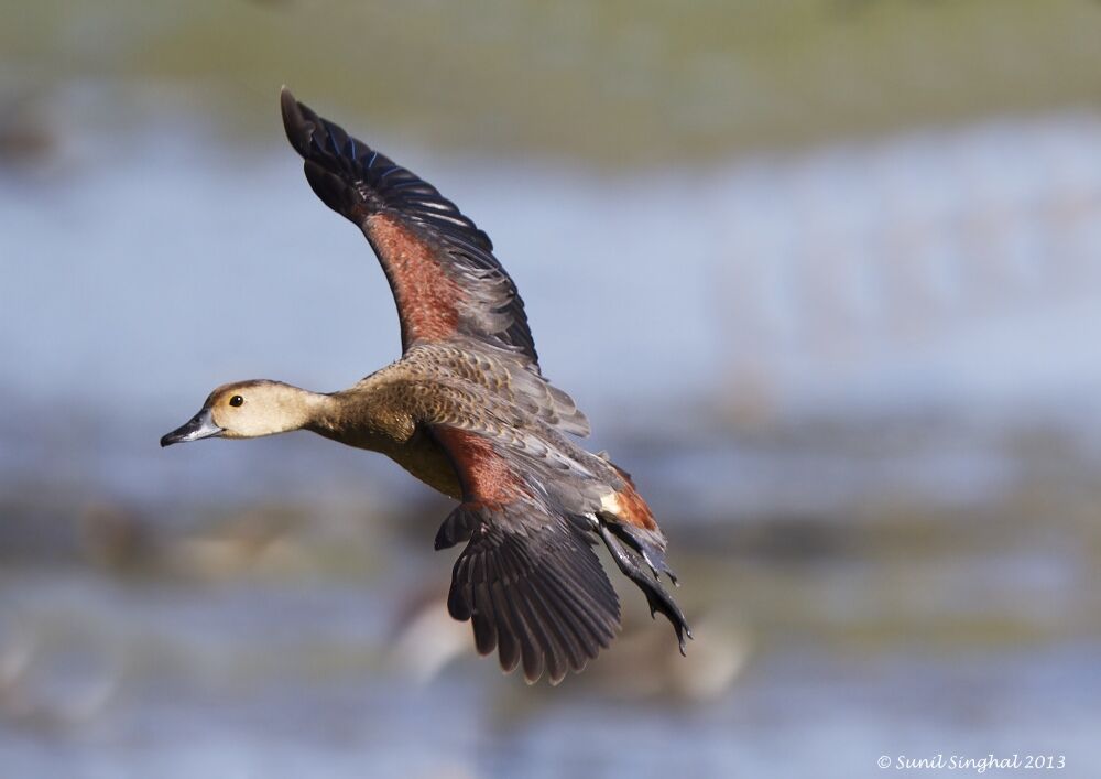 Dendrocygne siffleur