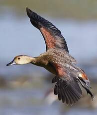 Dendrocygne siffleur