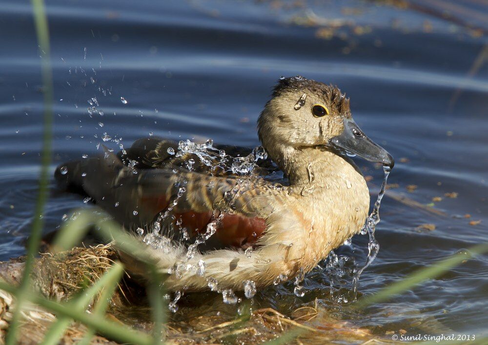 Lesser Whistling Duckadult, identification