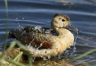 Dendrocygne siffleur