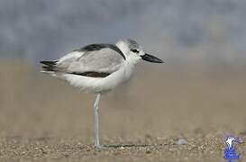 Crab-plover