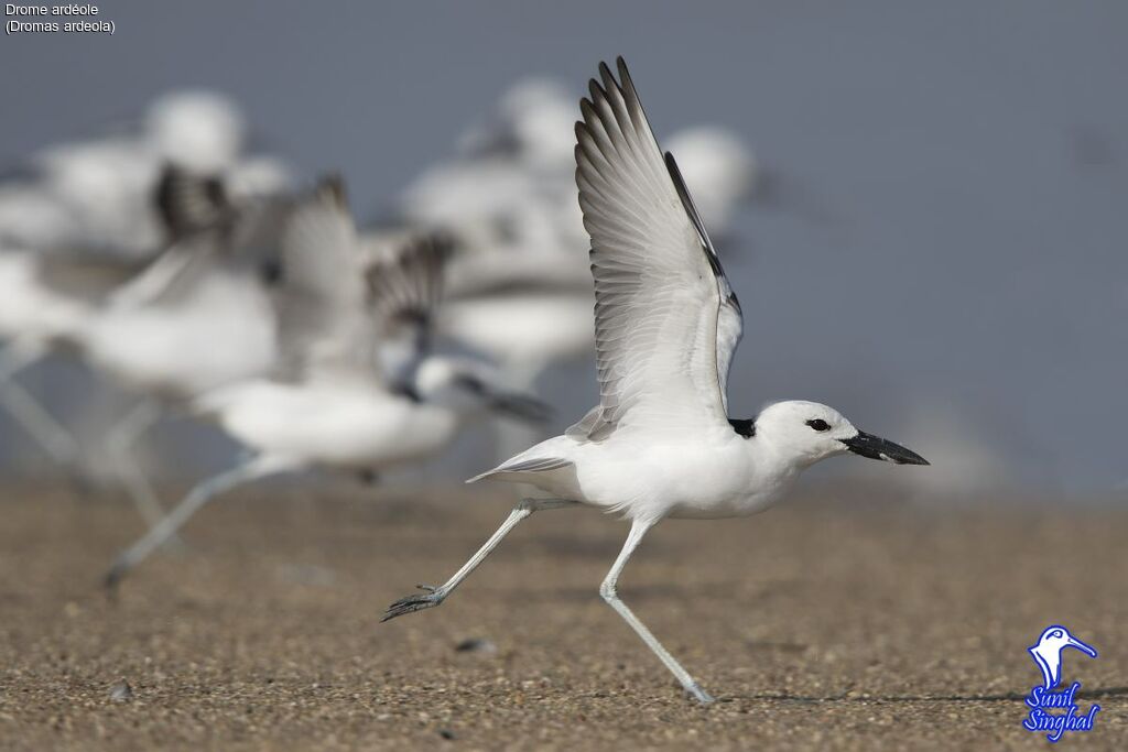 Crab-plover, identification, close-up portrait, Flight, Behaviour