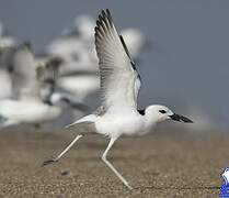 Crab-plover