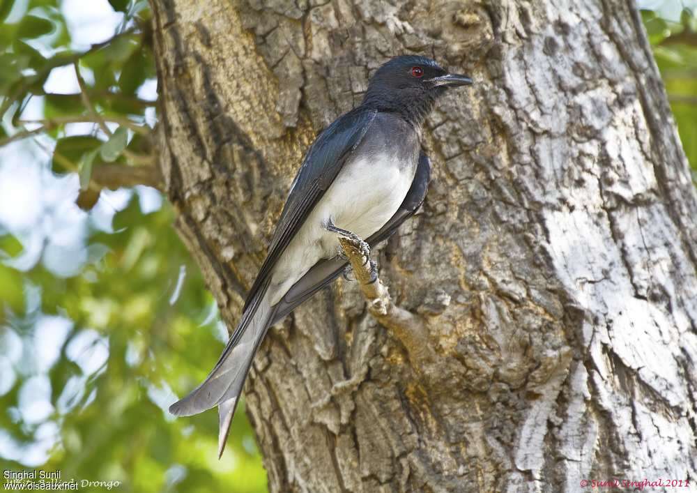 Drongo à ventre blancadulte