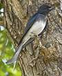 Drongo à ventre blanc